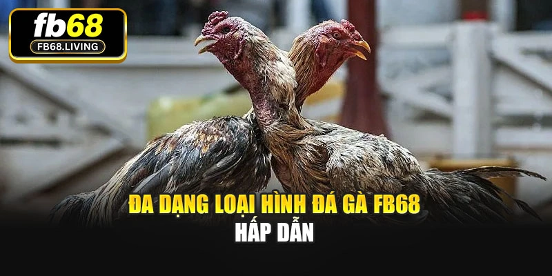 Đa dạng loại hình Đá gà Fb68 hấp dẫn